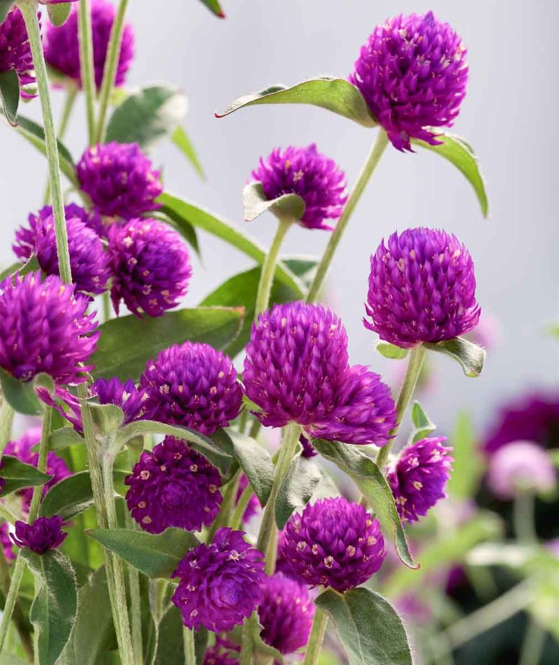 Gomphrena