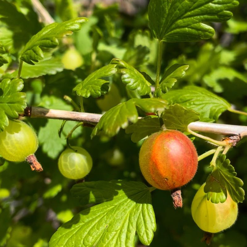 Gooseberry Greenery