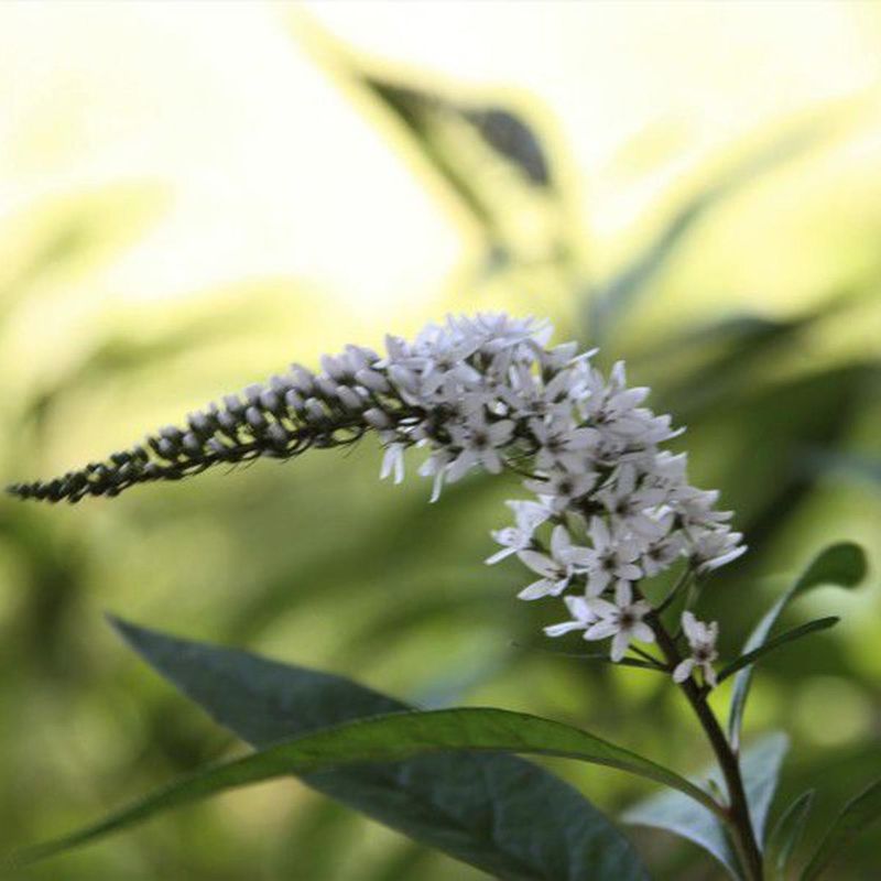 Gooseneck Loosestrife