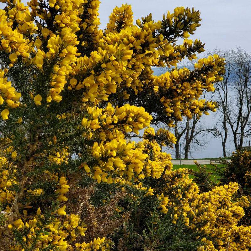 Gorse