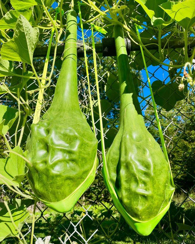 Gourds