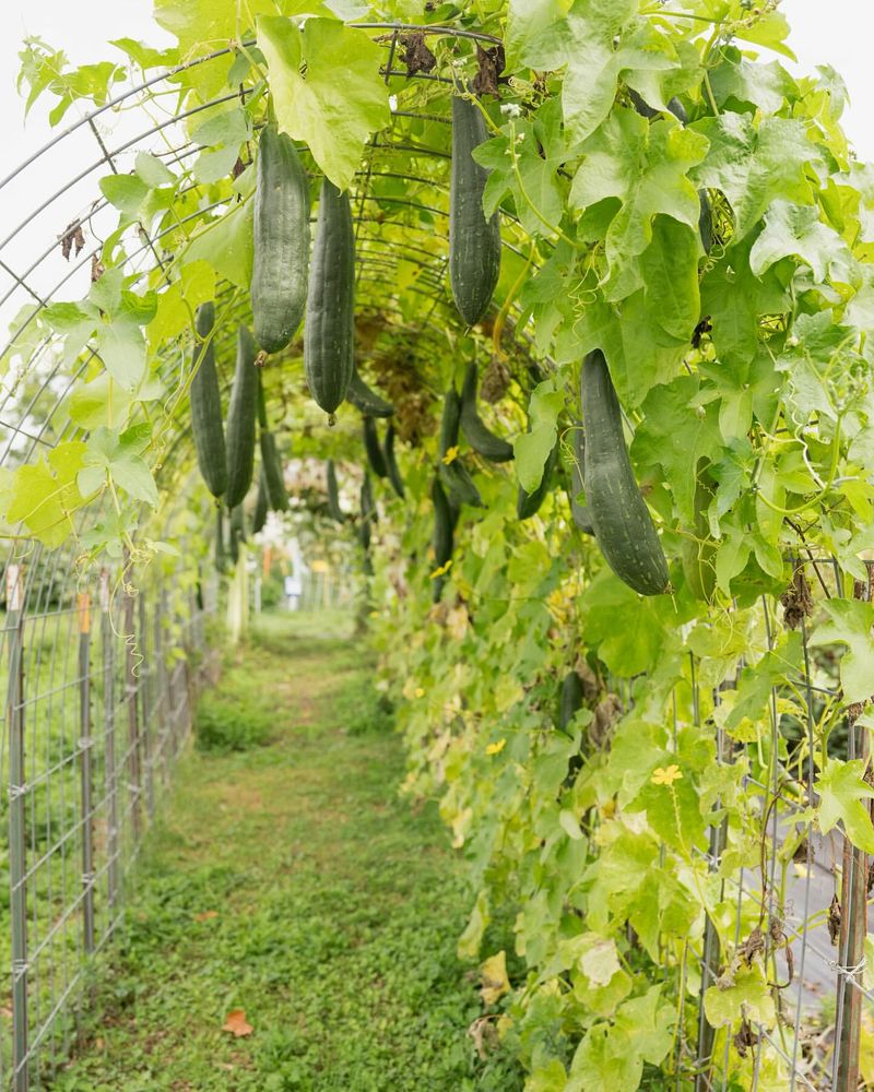 Gourds