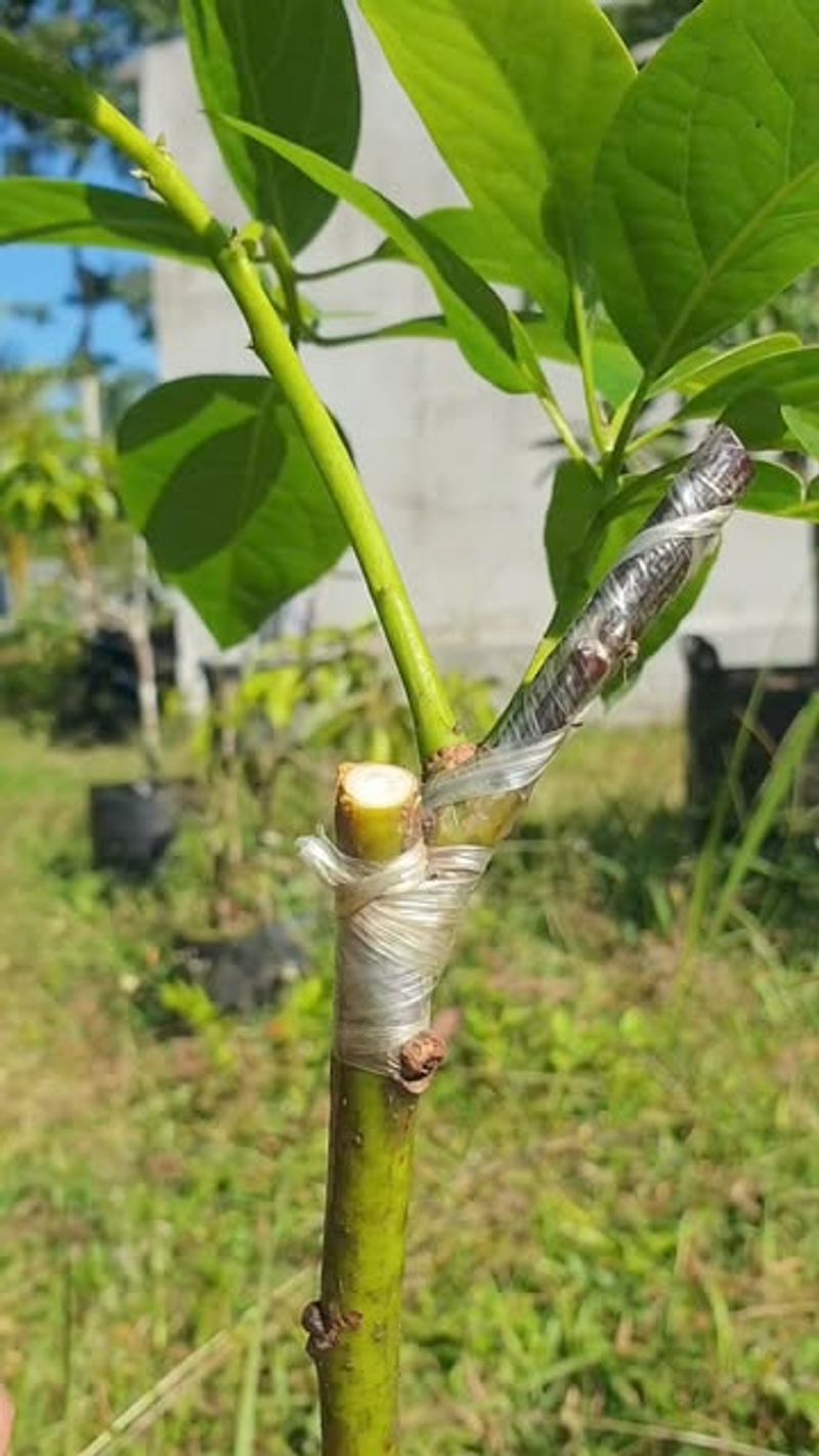 Grafting Techniques