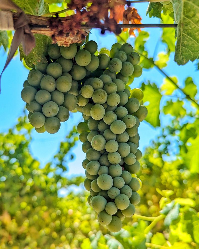 Grape Vine Haven