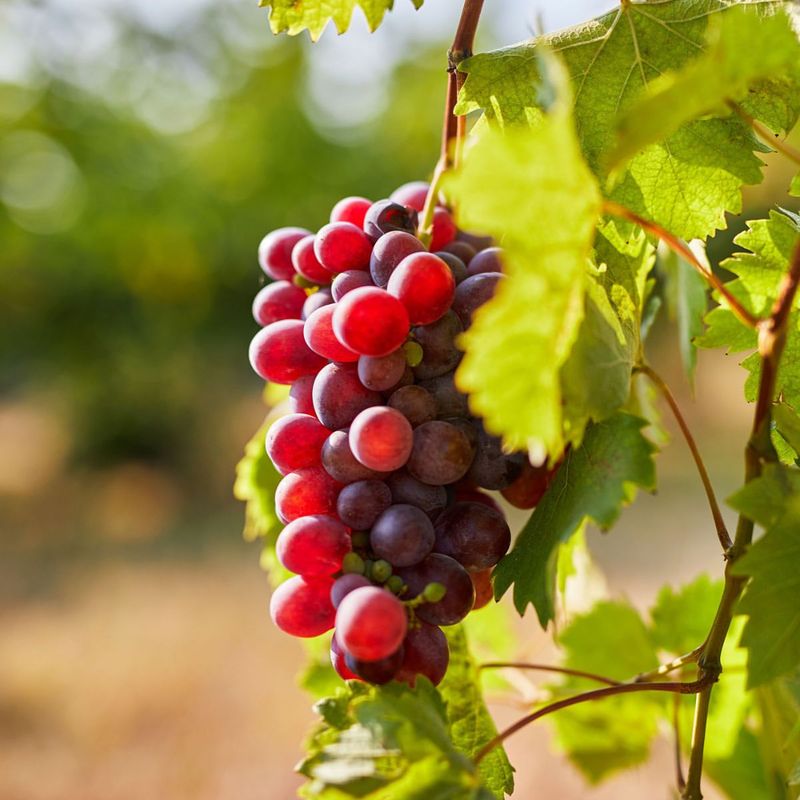 Grape