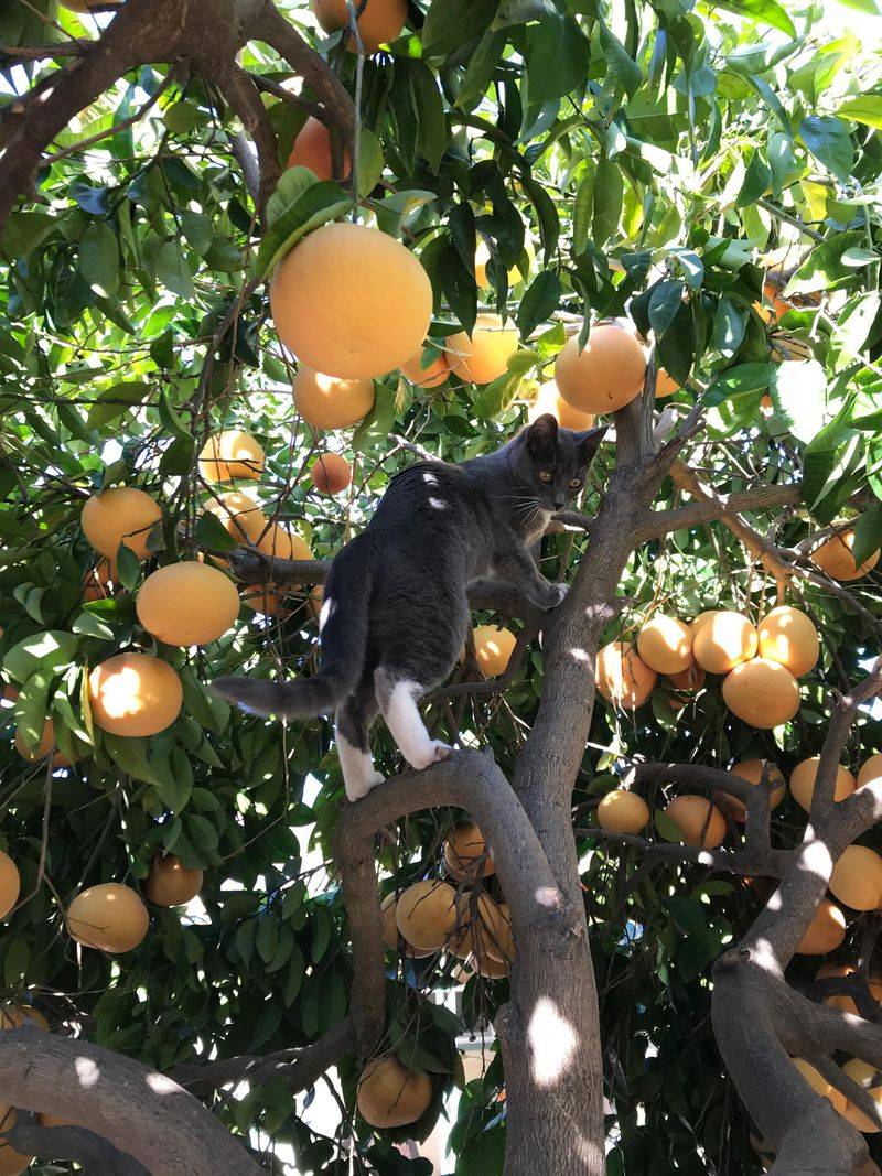 Grapefruit Tree