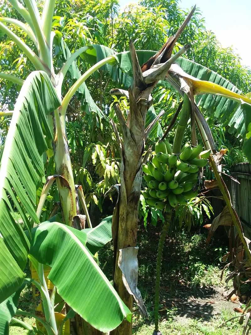 Banana Plant