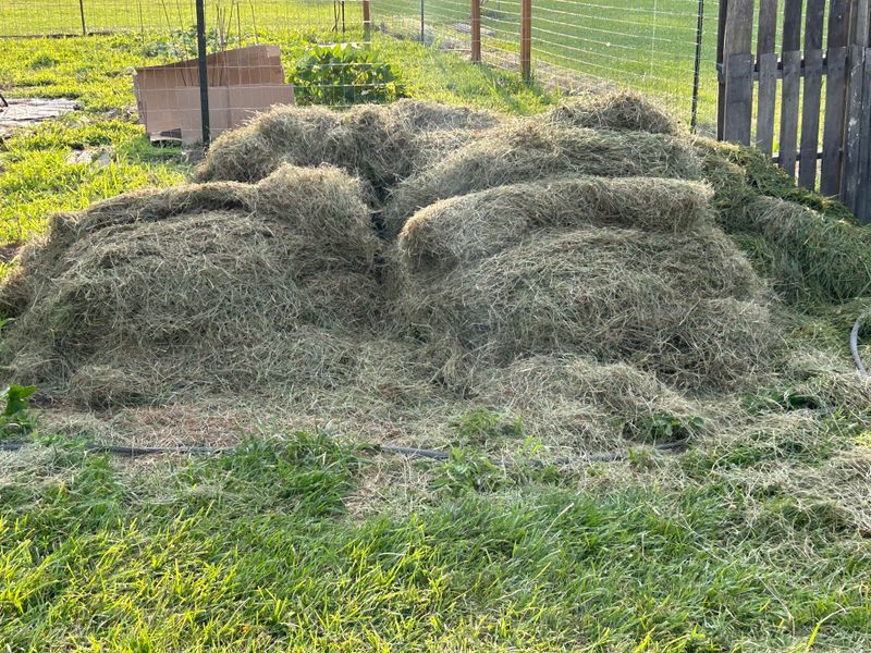 Grass Clippings