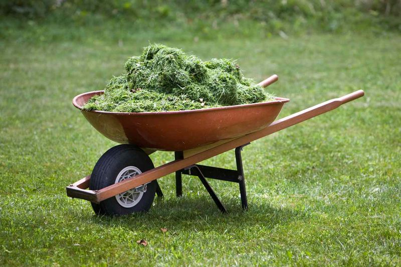 Grass Clippings