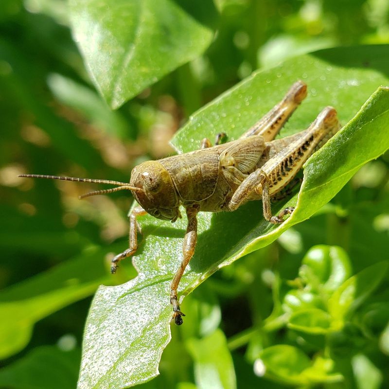 Grasshoppers