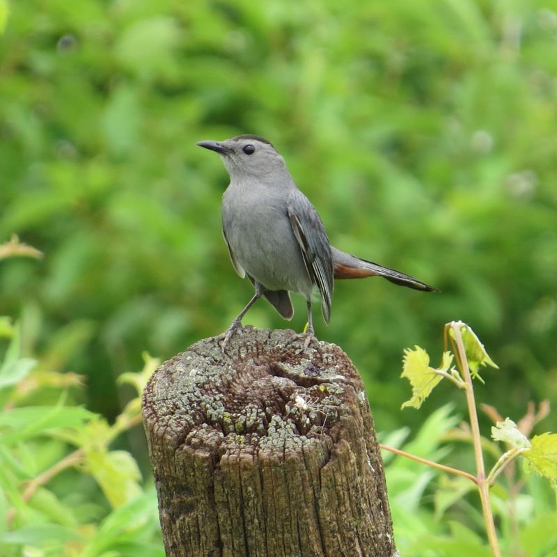 Gray Catbird