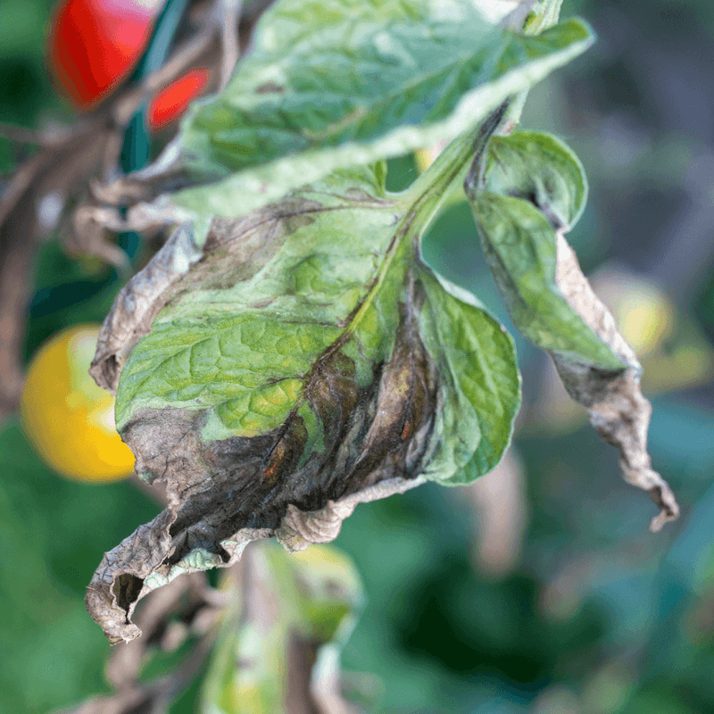 Botrytis Blight