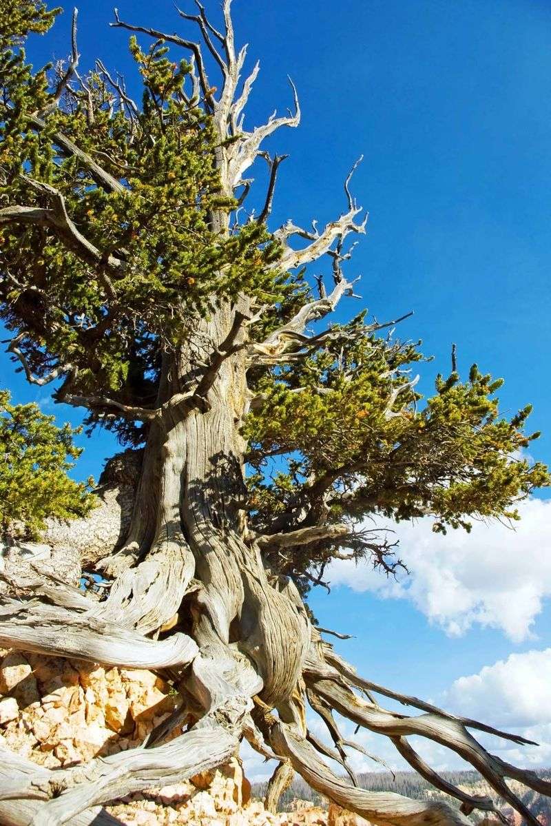 Great Basin Bristlecone Pine