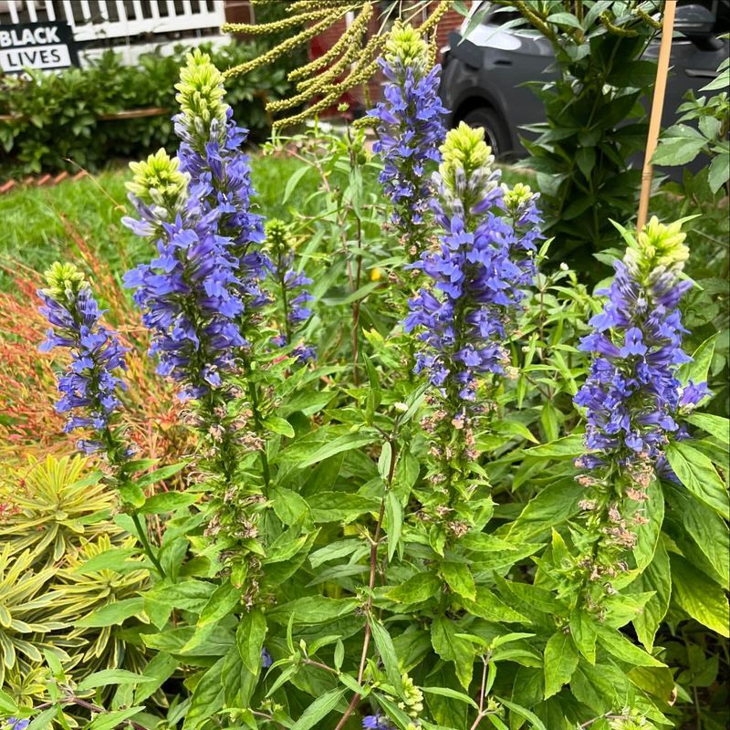 Great Blue Lobelia