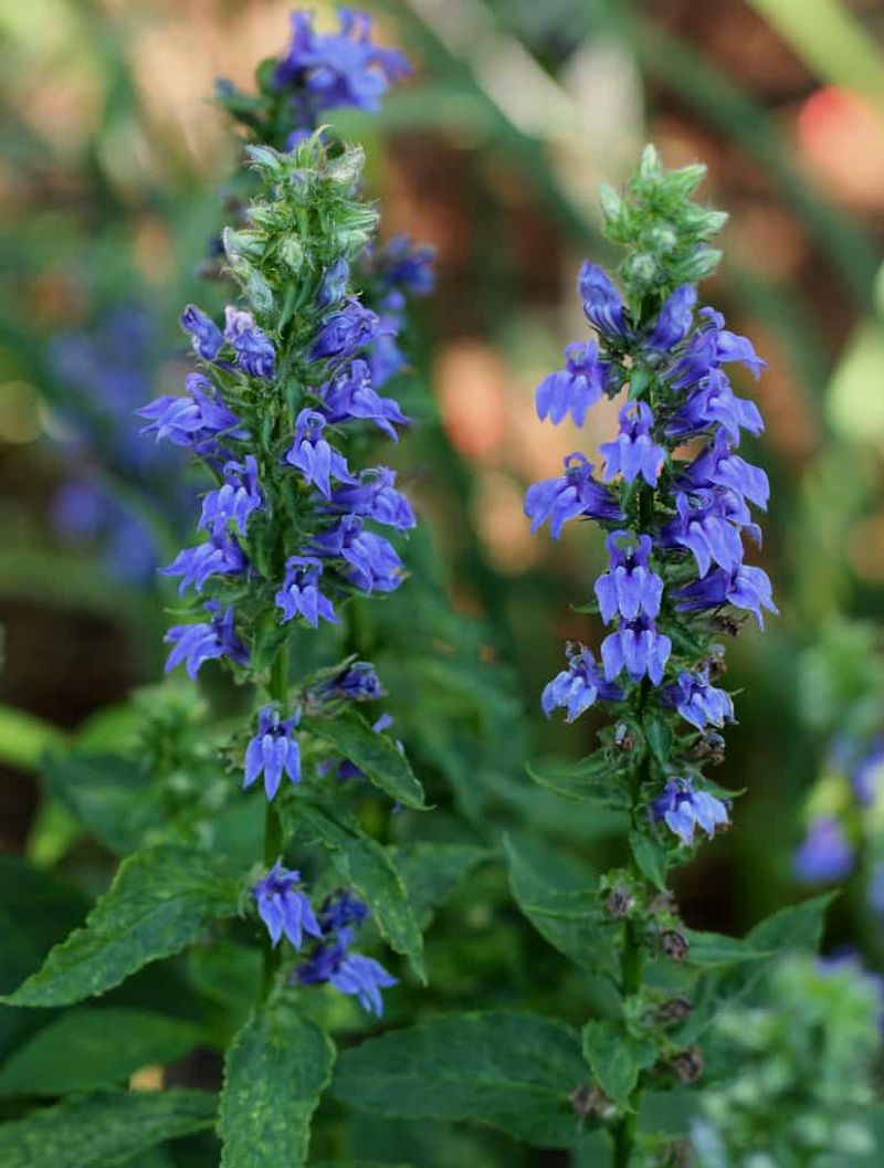 Great Blue Lobelia