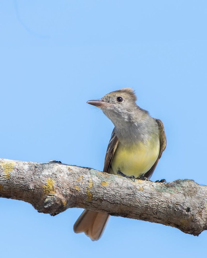 Great Crested Flycatcher