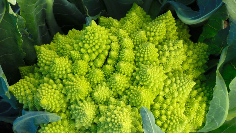 Green Cauliflower