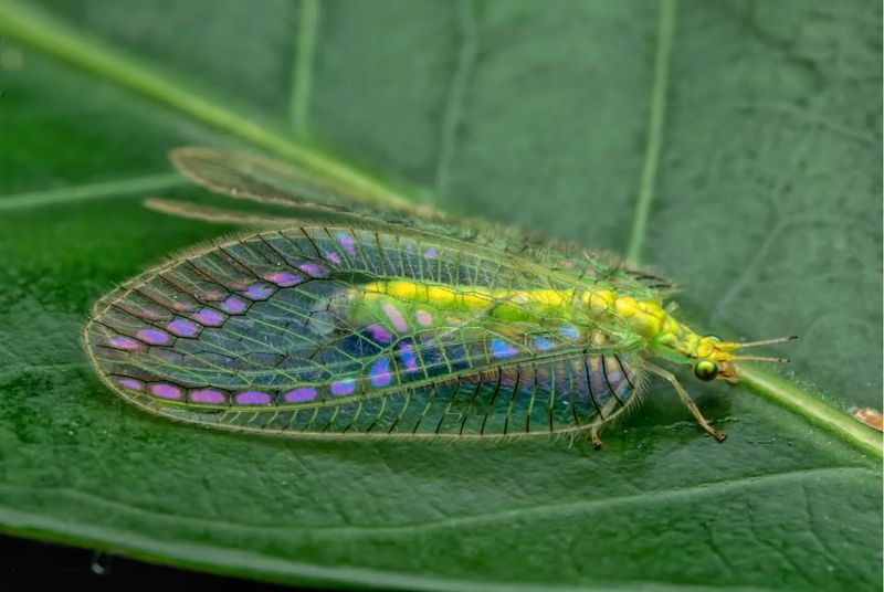 Green Lacewing