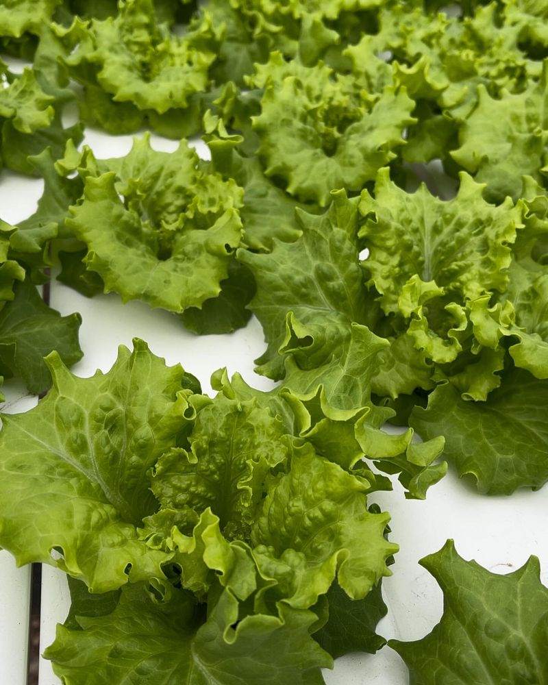 Green Leaf Lettuce