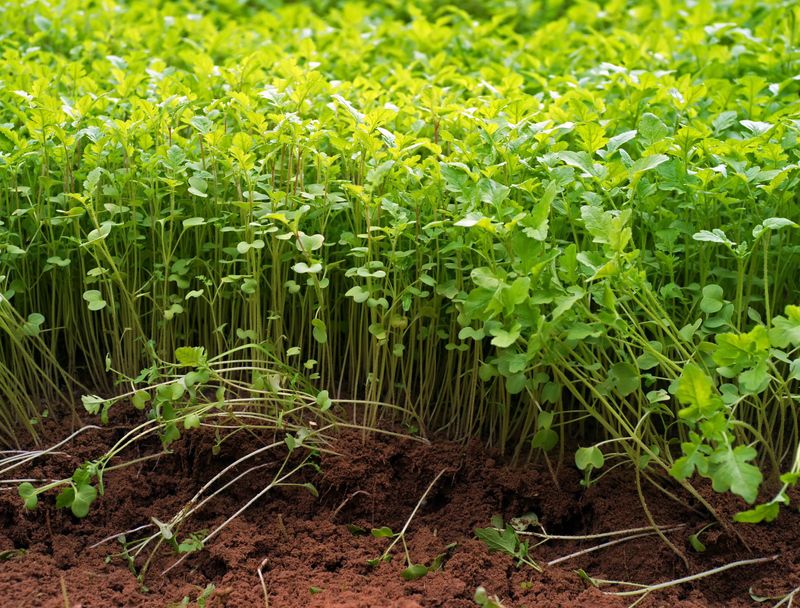 Green Manure: Cover Crops