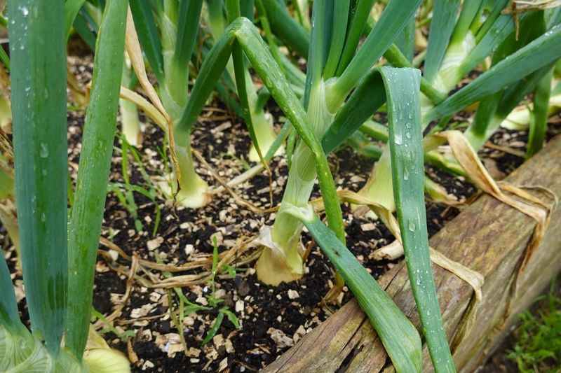 Green Onions