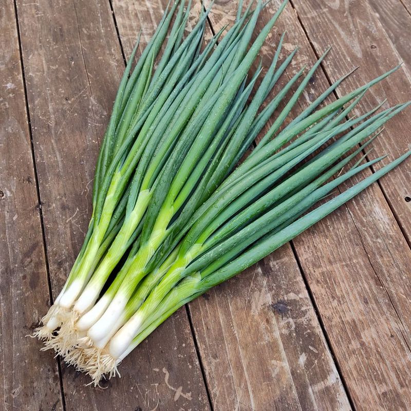 Green Onions