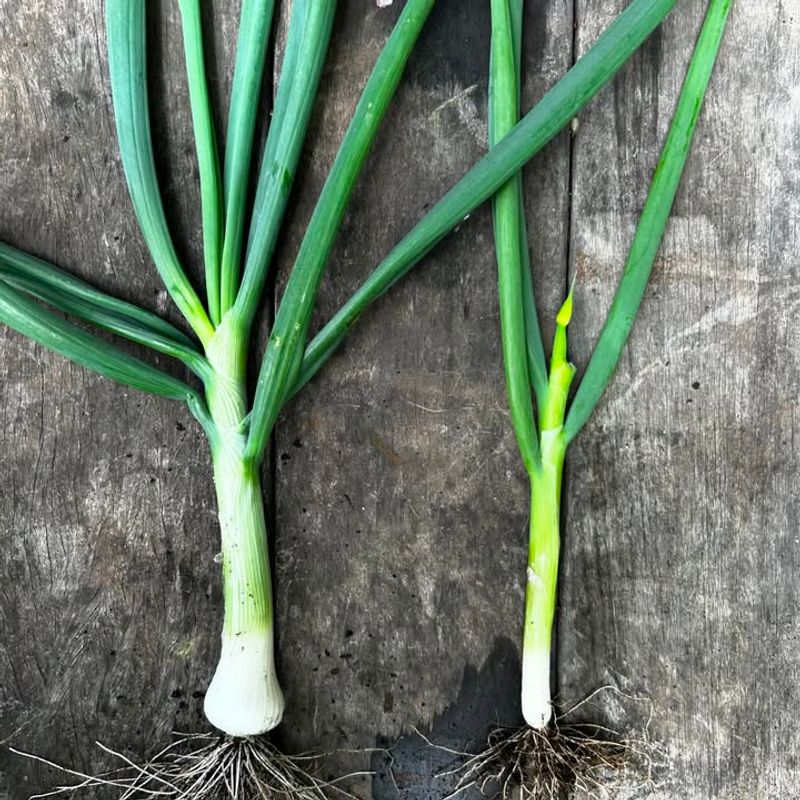 Green Onions (Scallions)