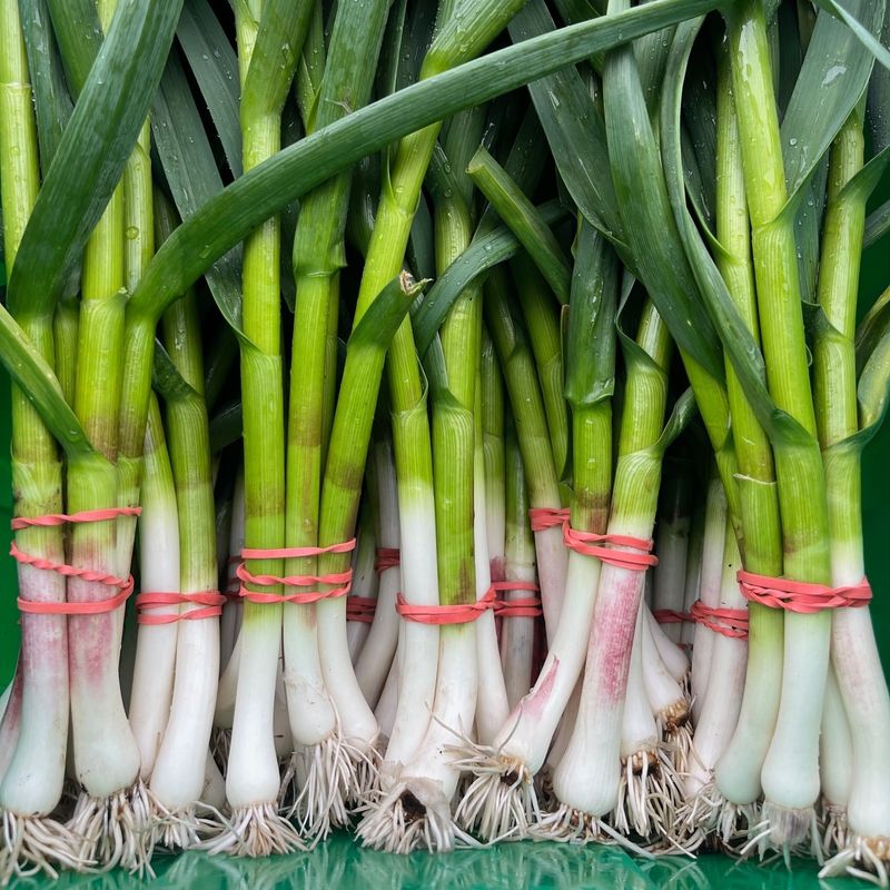 Green Onions