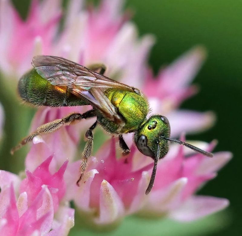 Green Sweat Bees