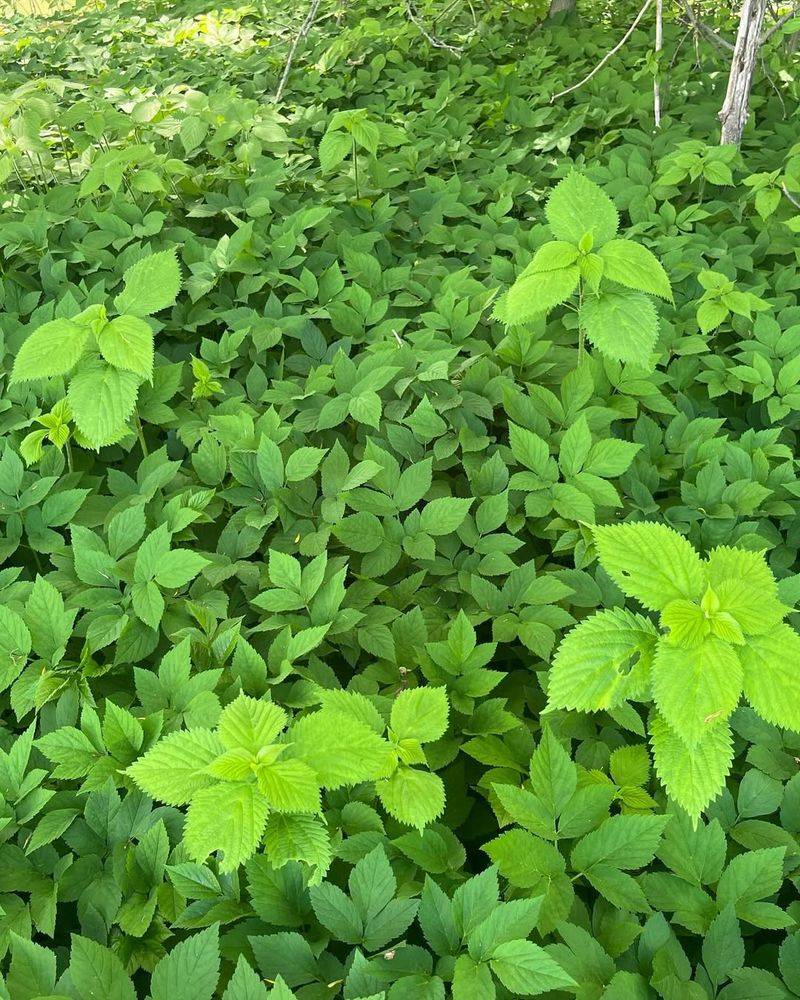 Ground Elder