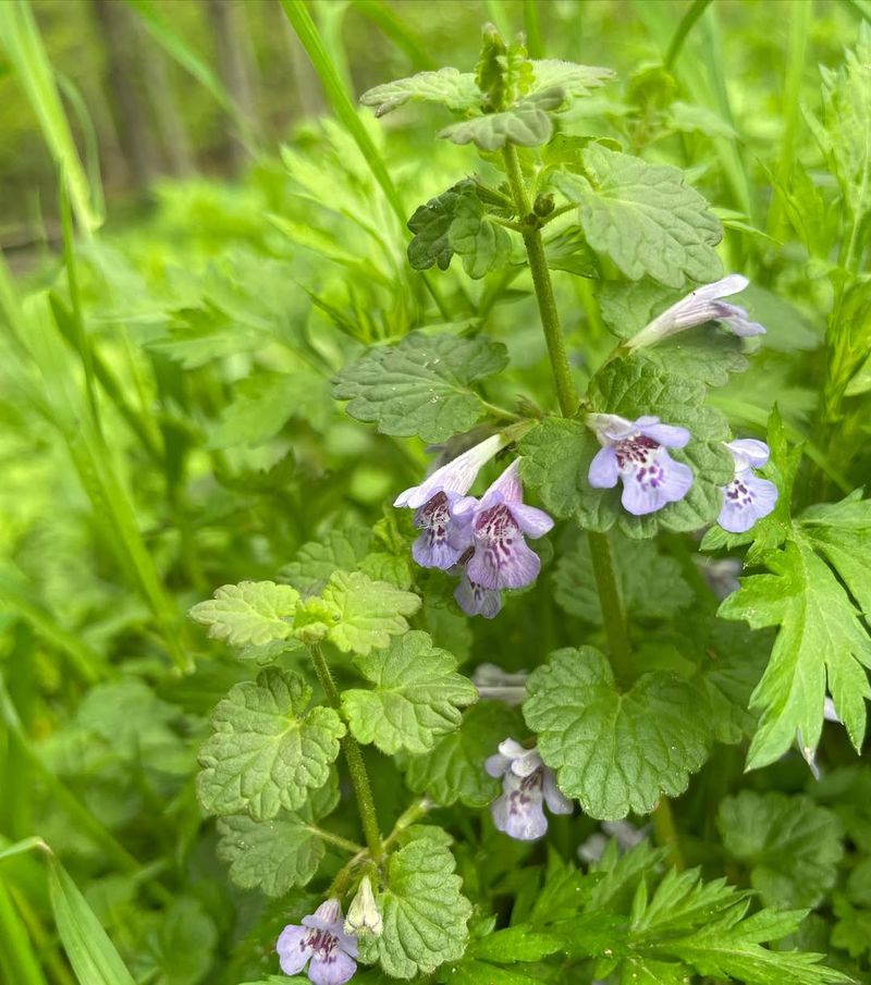 Ground Ivy