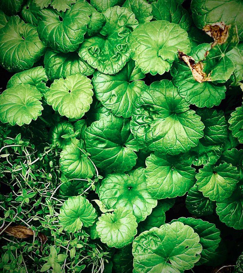 Ground Ivy