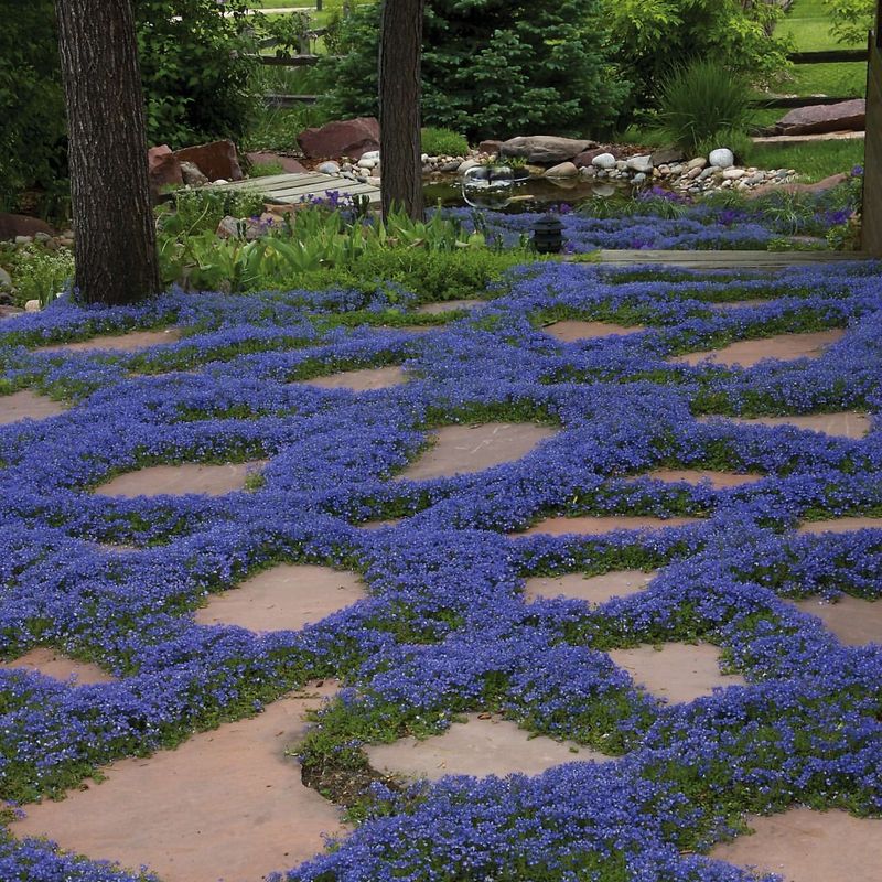 Groundcover Plants