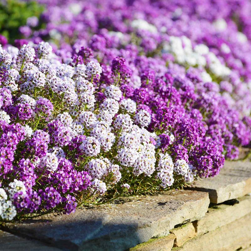 Grow Alyssum