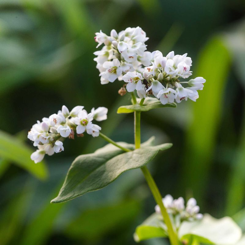 Grow Buckwheat