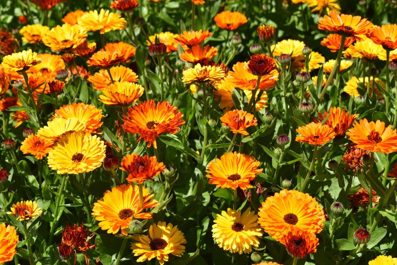 Grow Calendula