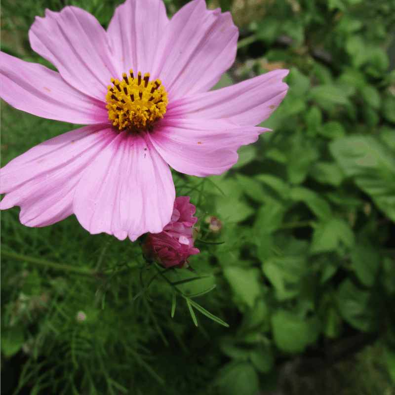 Grow Cosmos