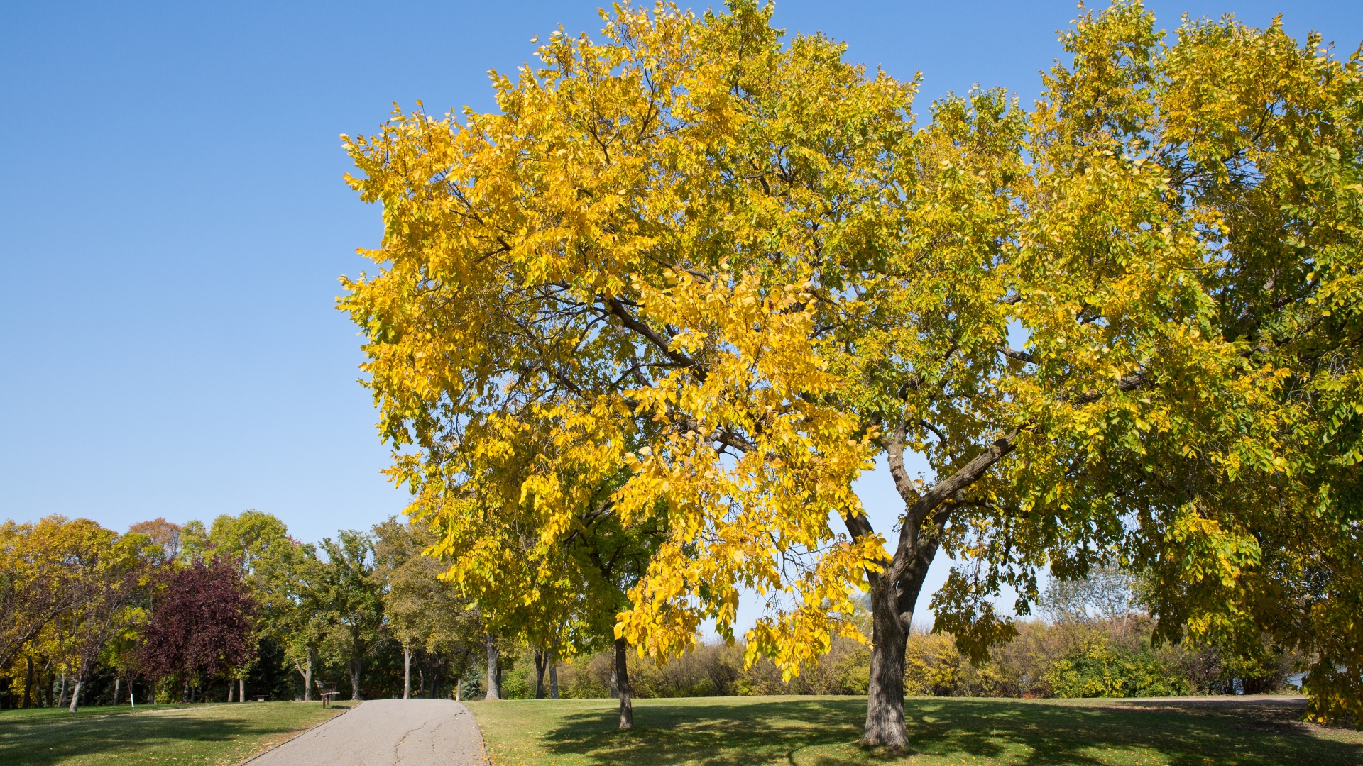 elm tree in the fall