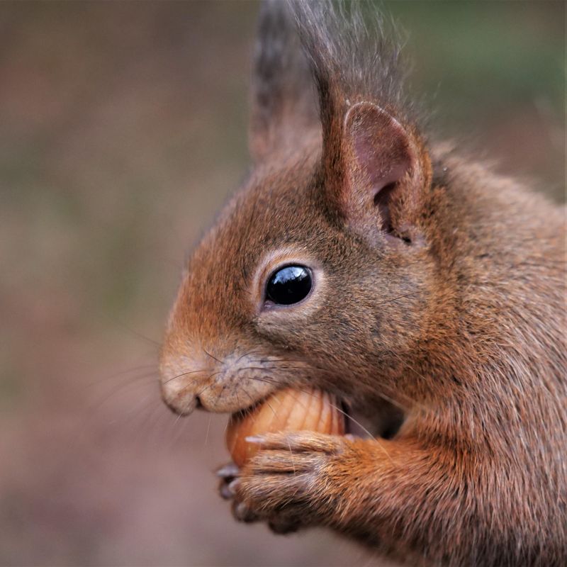 Grow Nut-Bearing Shrubs