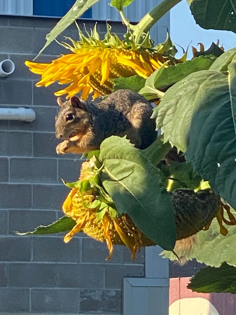 Grow Sunflowers