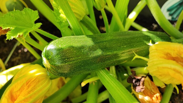 zucchini in garden