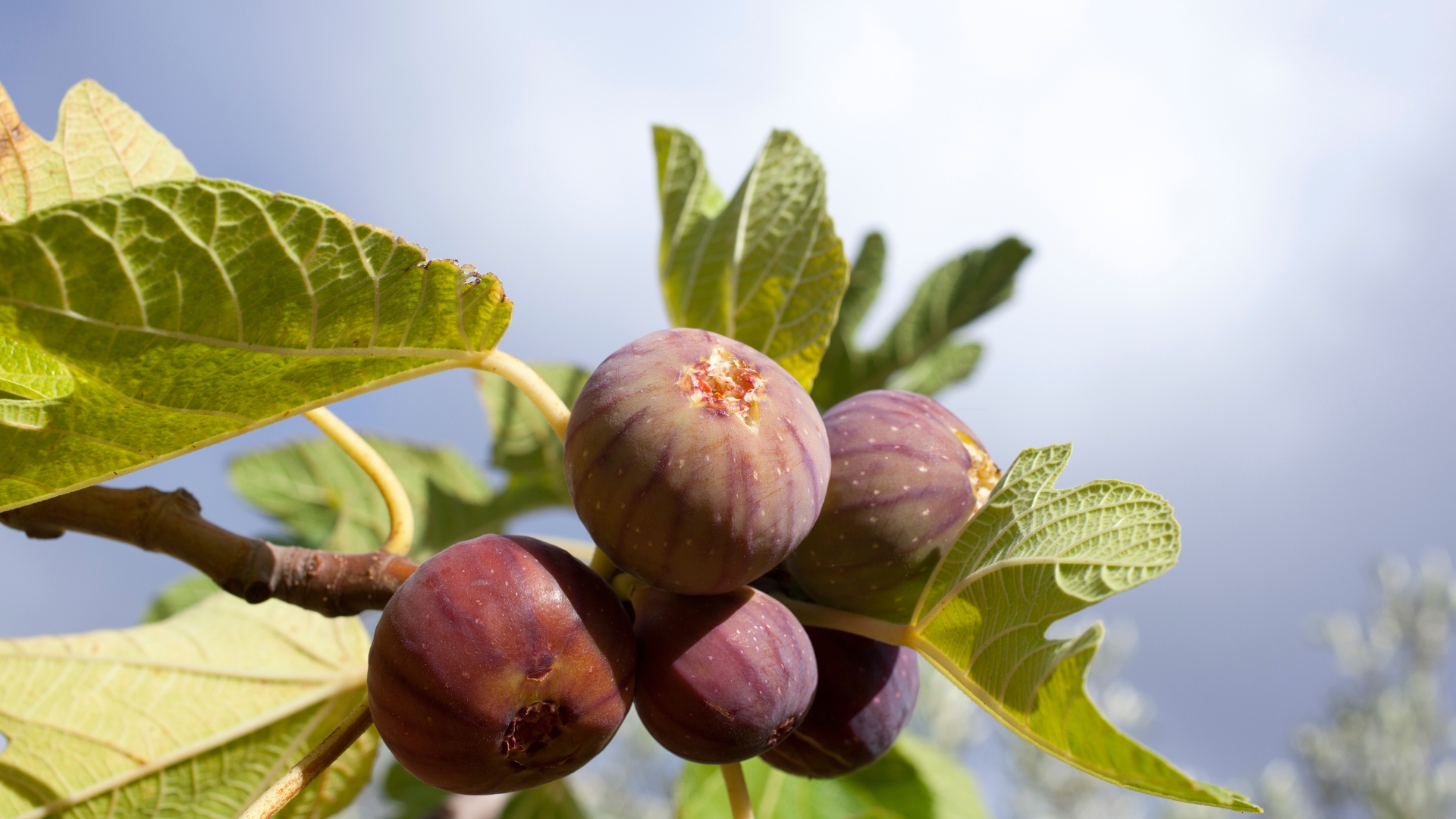 ripe fig tree fruits