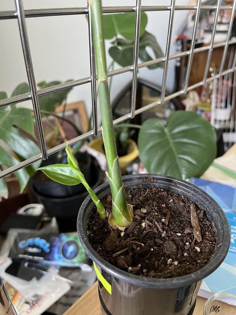 Growing Ginger Indoors