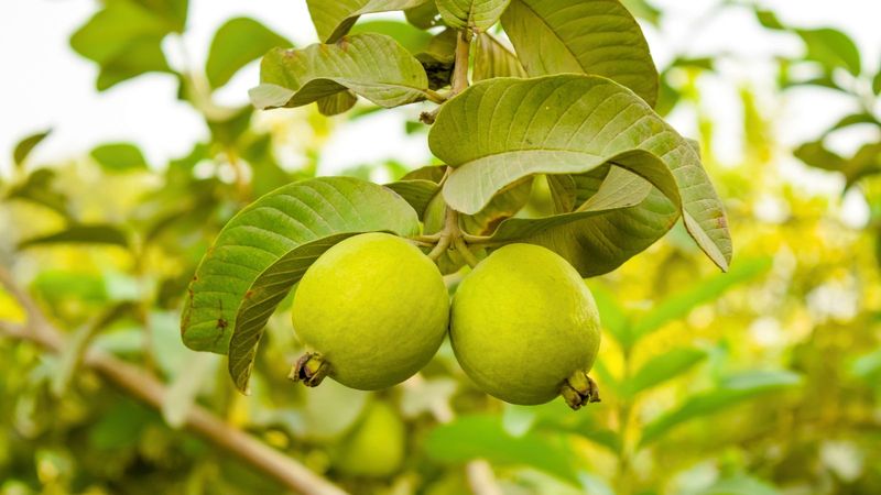 Guava Tree