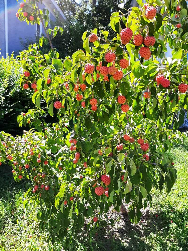 Lychee Tree