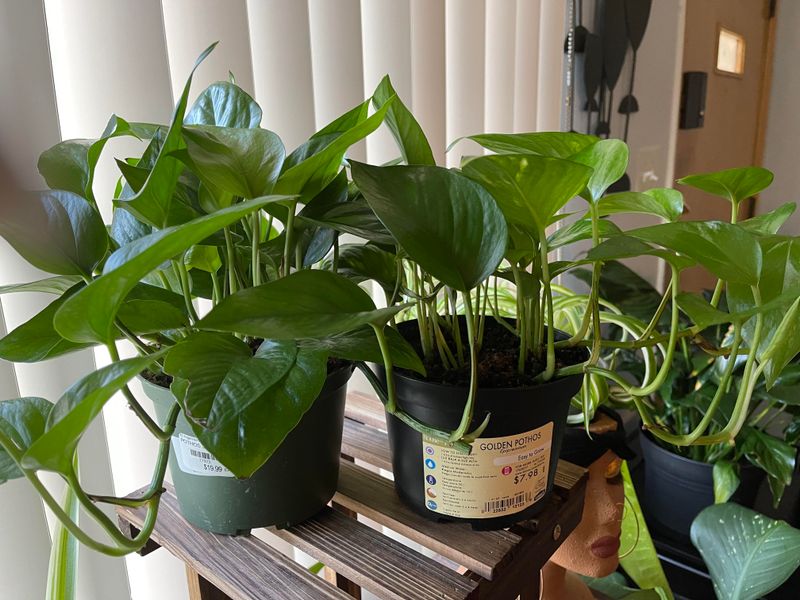 Guest Room: Jade Plant & Golden Pothos