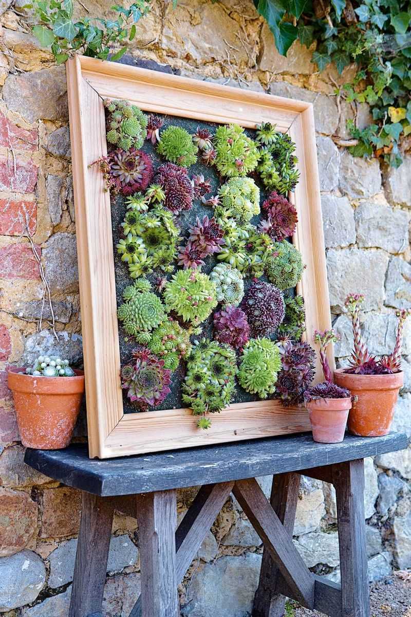 Picture Frame Succulent Art