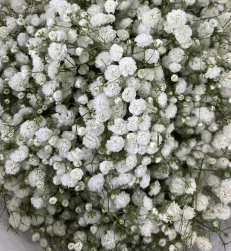 Gypsophila (Baby's Breath)