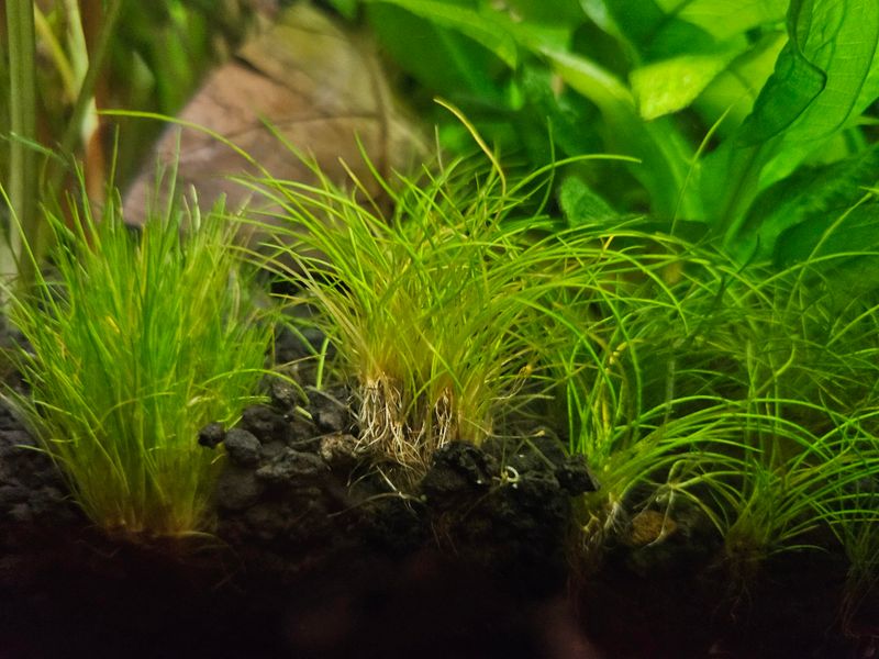 Hairgrass