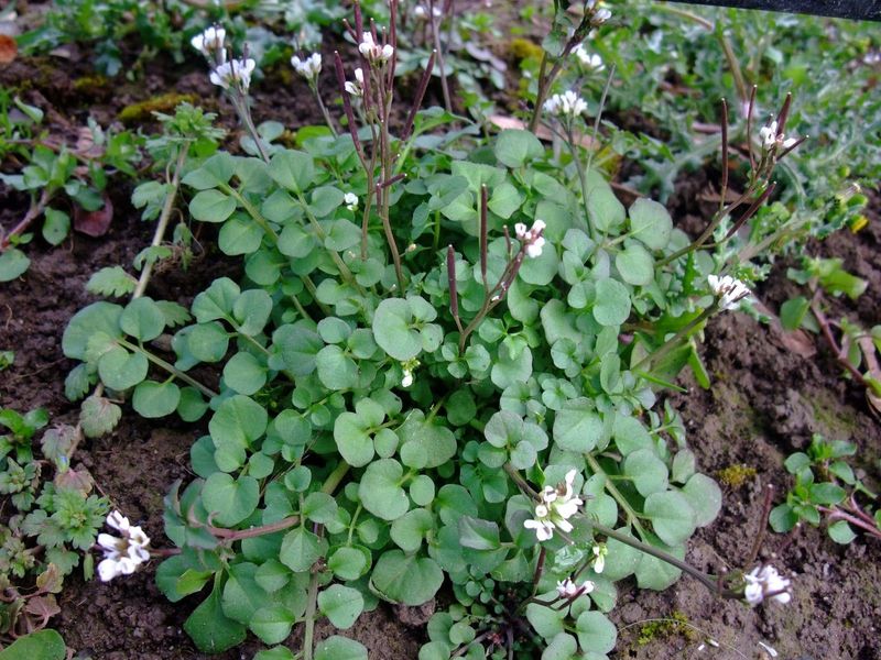 Hairy Bittercress